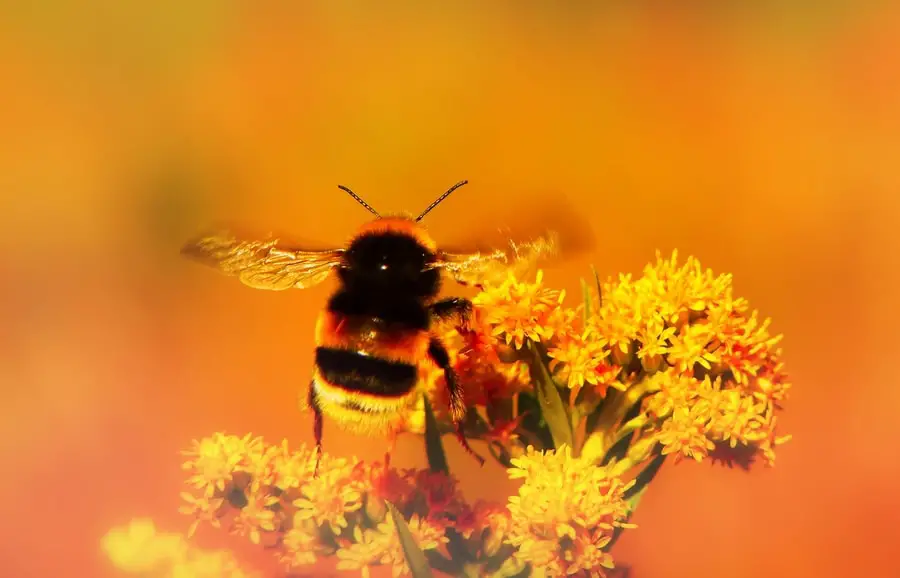 bee pollinators