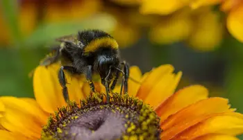 bee laden with pollen