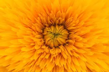 seedless sunflower