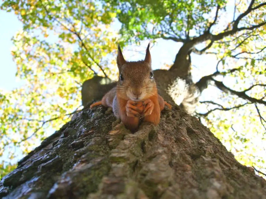 squirrel eating sunflower seed