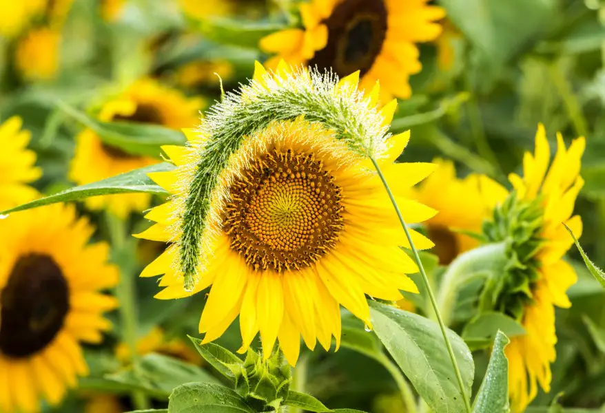 sunflower hiding behind a weed