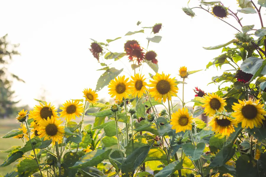 sunflowers in a field looking wild