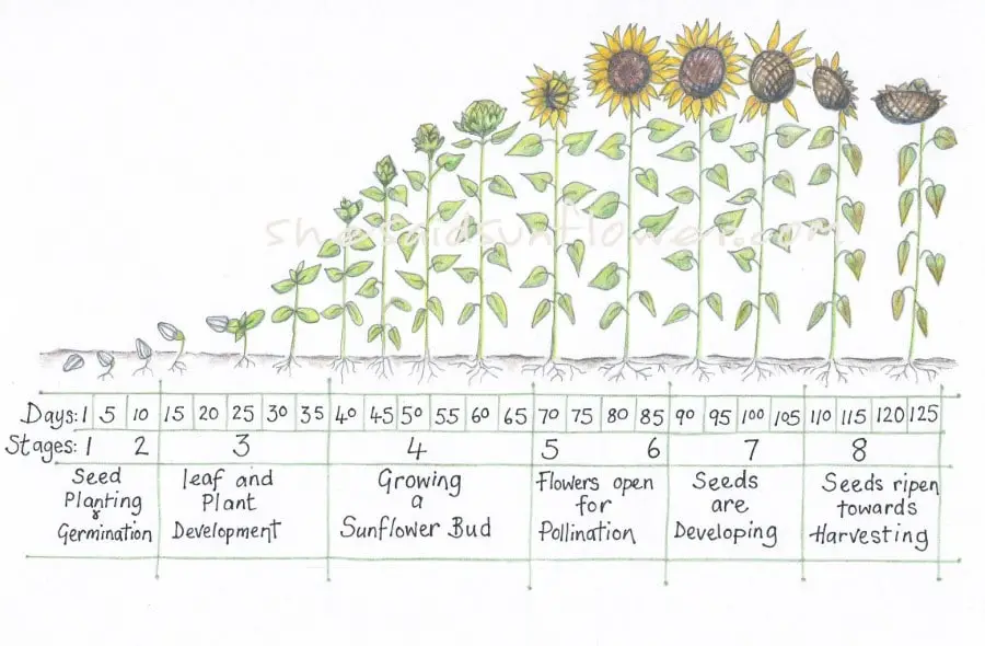 the complete sunflower growth timeline chart