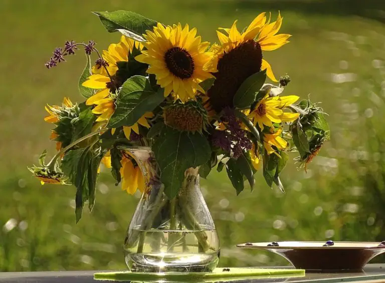 Why Are My Sunflowers Drooping, Falling Over or Wilting?