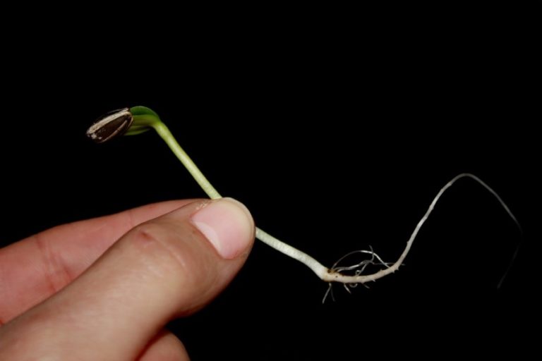 Sunflower Growth Timeline and Life Cycle 8 Stages (With Pictures)