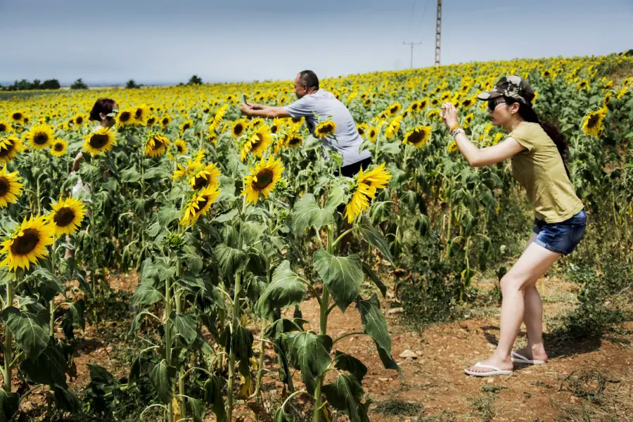 50-amazing-facts-about-sunflowers