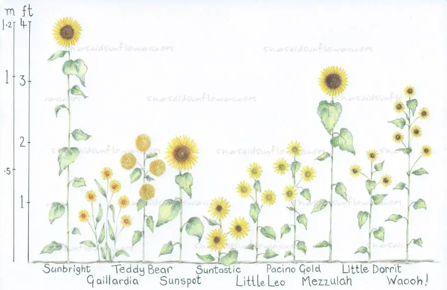 dwarf sunflower height illustration