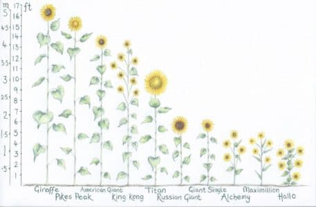 31 Most Wonderful Sunflowers with Height Guide - Tried and Tested