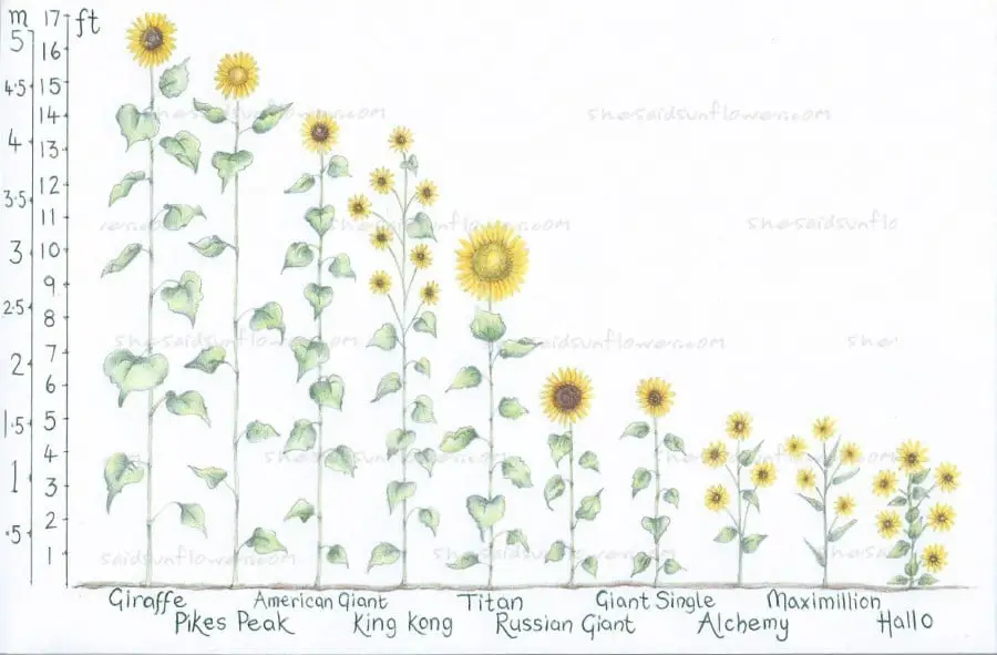 giant (tall) sunflower height illustration