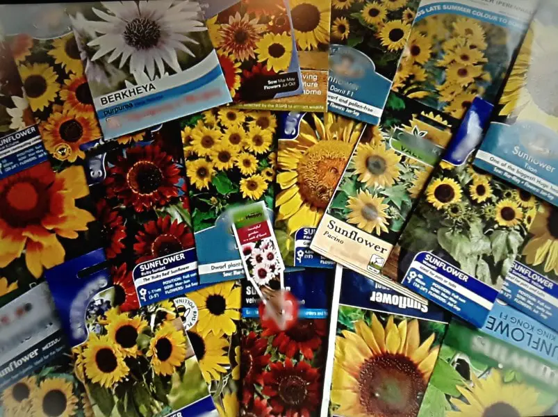 sunflower seed varieties