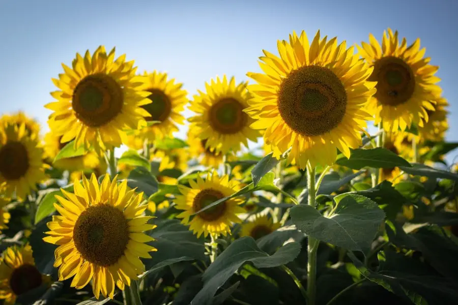 tips for the best grown sunflowers