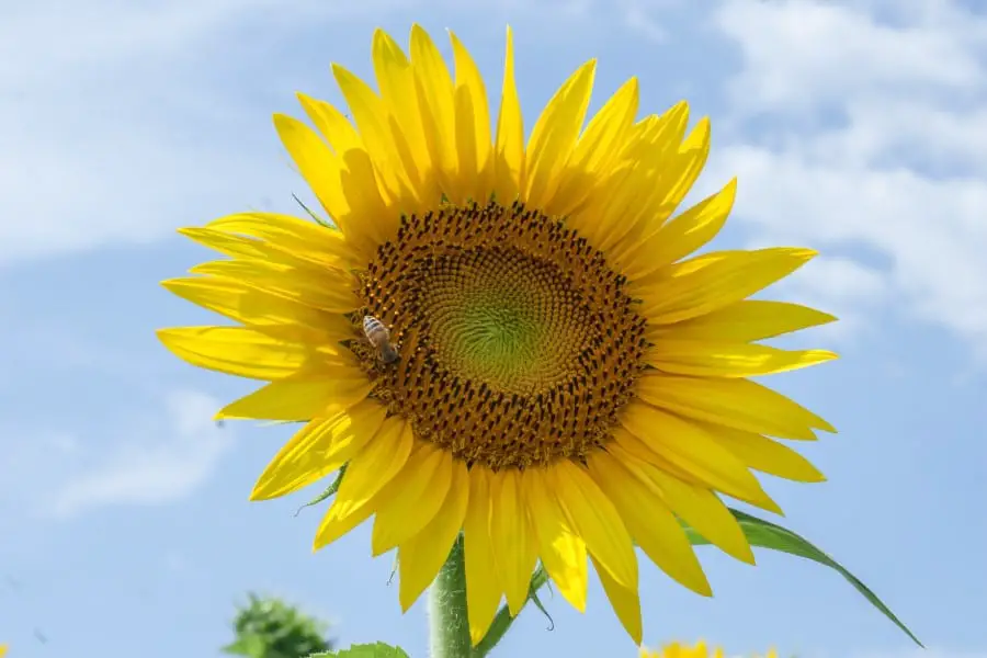 sunflowers represent peace and hope