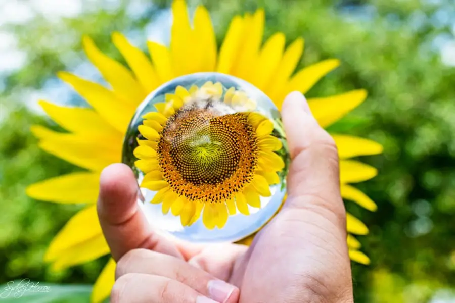 sunflower meaning and symbolism