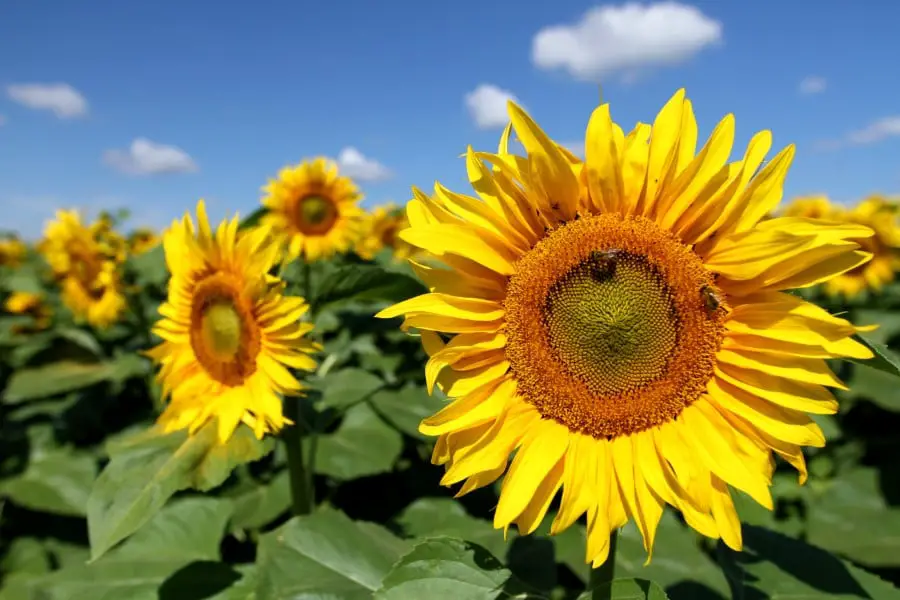 dreams about many sunflowers