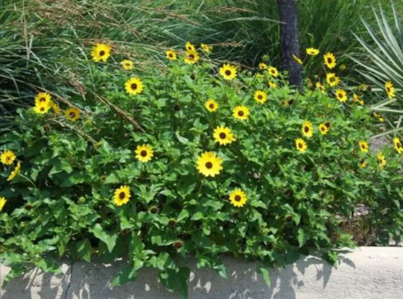 Beach Sunflower