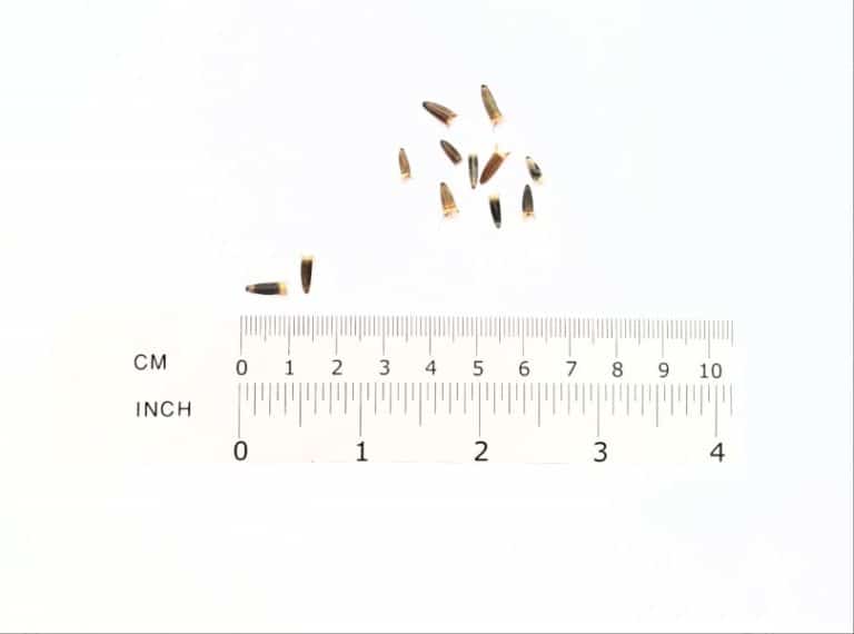 Mexican Sunflower, How to Sow, Grow, Care for, with Images and Guide