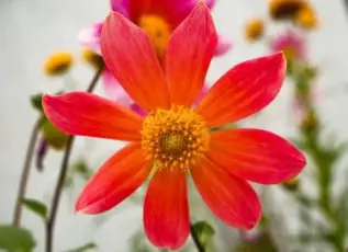 Mexican sunflower cover image (featured)