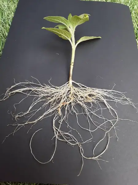Roots of a sunflower