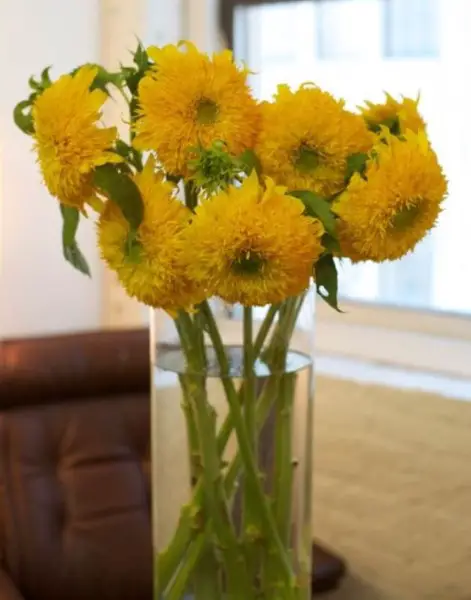 Teddy bear sunflowers in a vase