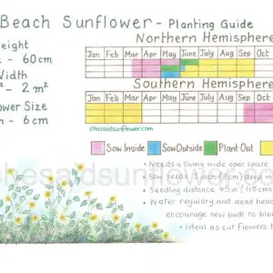 beach sunflower copyright version