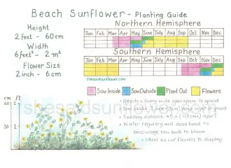 beach sunflower copyright version - (Featured)