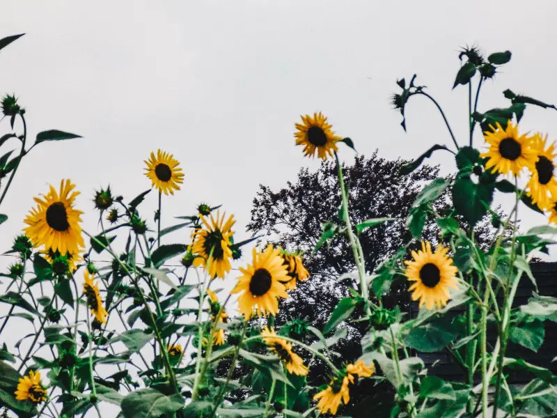 beach sunflowers in the wild 