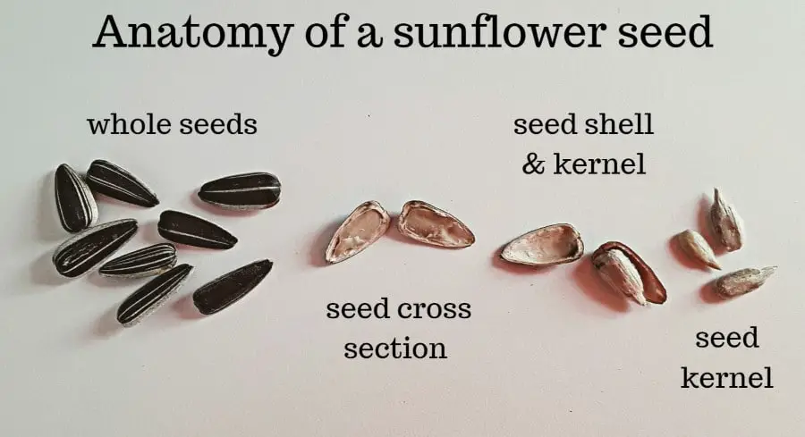 anatomy of a sunflower seed