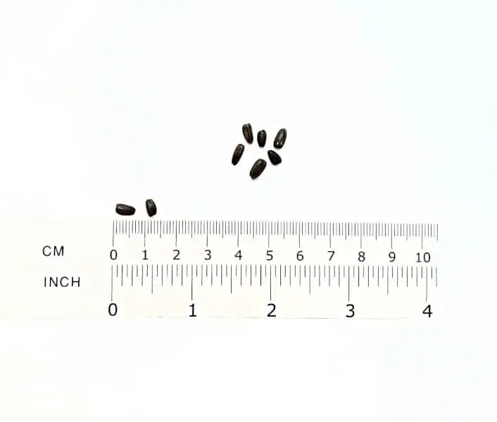 cropped teddy bear seeds (post)