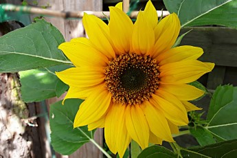 helianthus annuus common sunflower