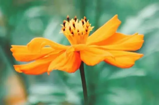 mexican sunflower (post)