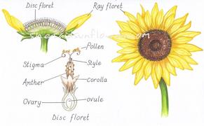 sunflower parts and functions