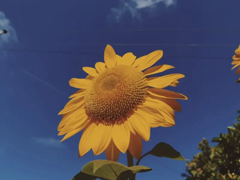 sunflowers follow the sun