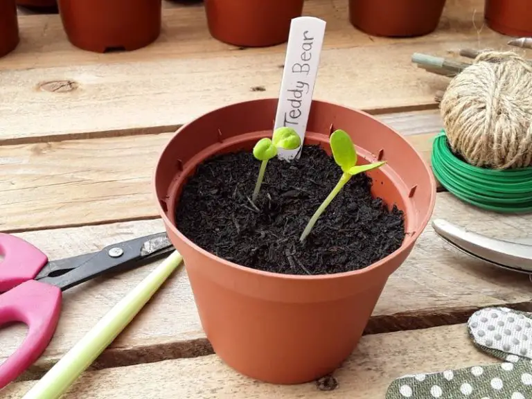 Teddy Bear Sunflower, How to Sow, Grow and Care for Images and Guide