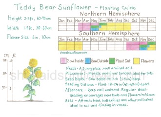 teddy bear sunflower copyright version - (Featured)