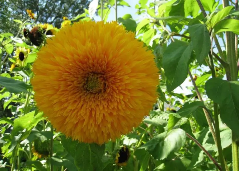 teddy bear sunflowers in pots