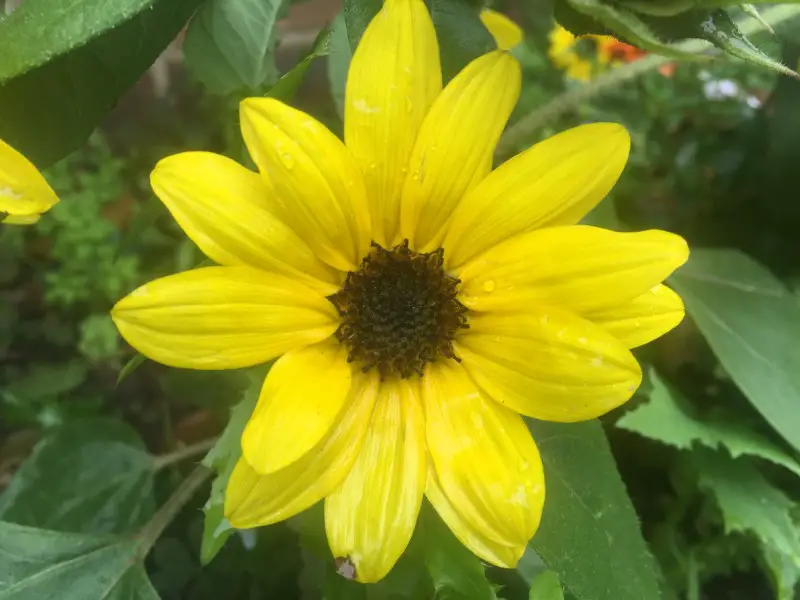 Beach Sunflower in full bloom