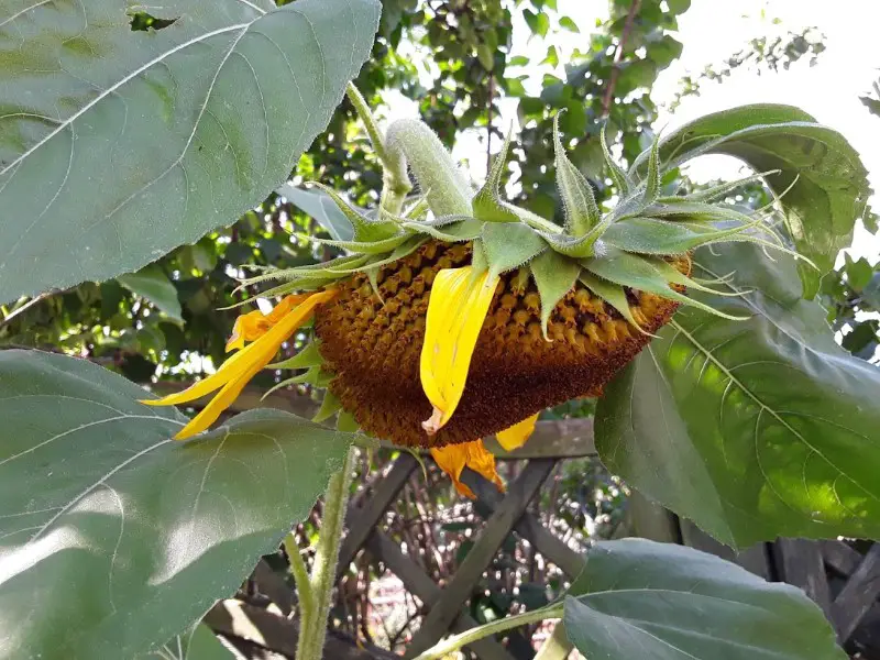 drooping sunflower head 