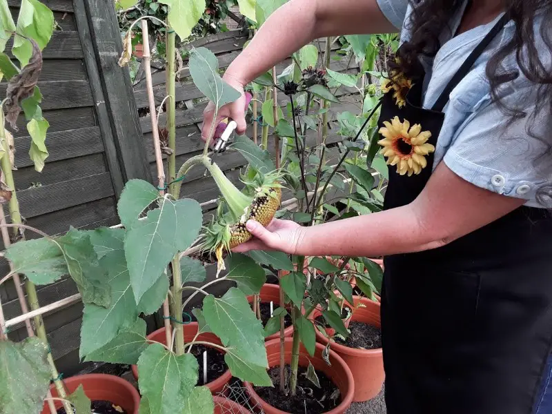 cutting the sunflower stem