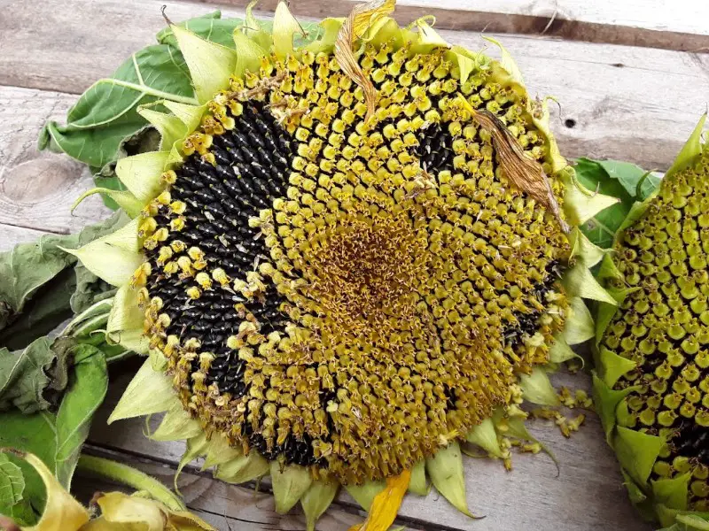 Front of harvested sunflower head