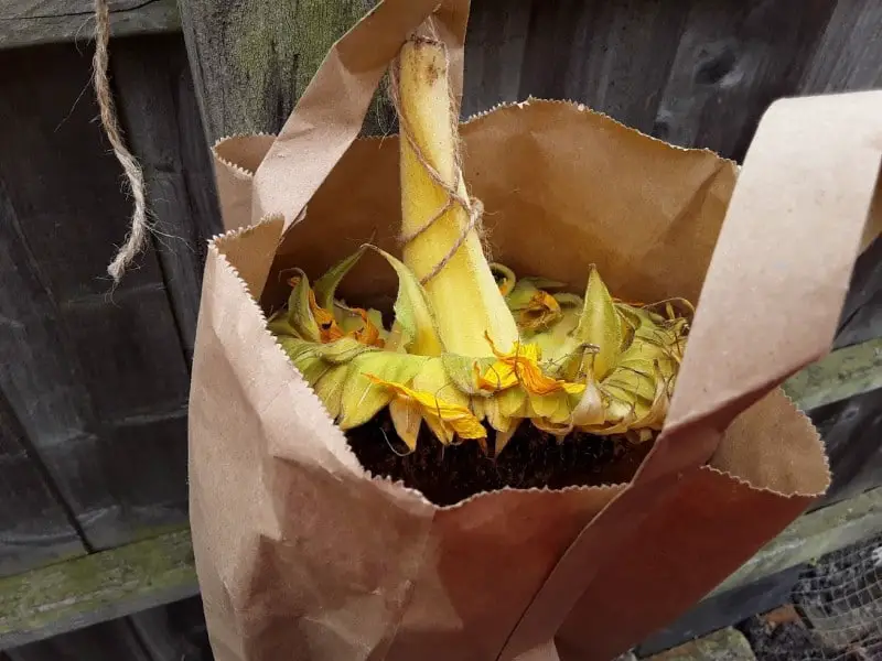 drying sunflower heads in a bag