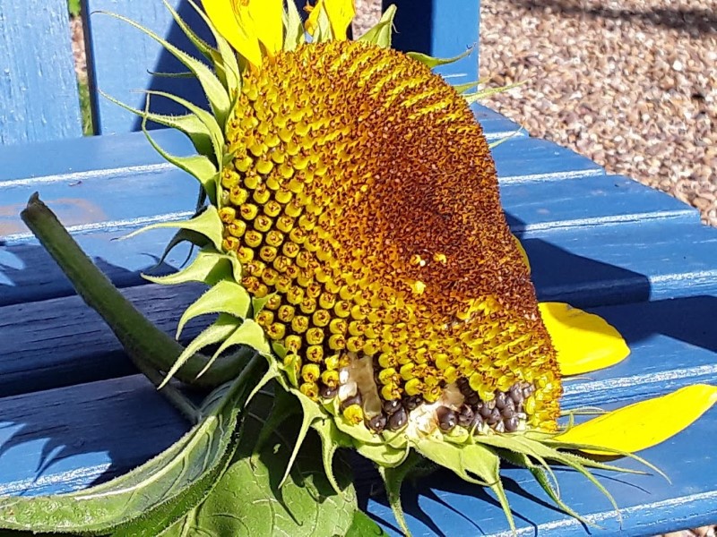 a sunflower ready for harvesting