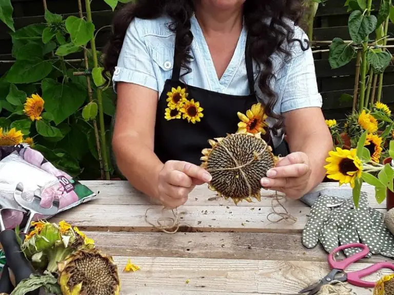 How To Harvest Sunflower Seeds, A Helpful Guide, With Images