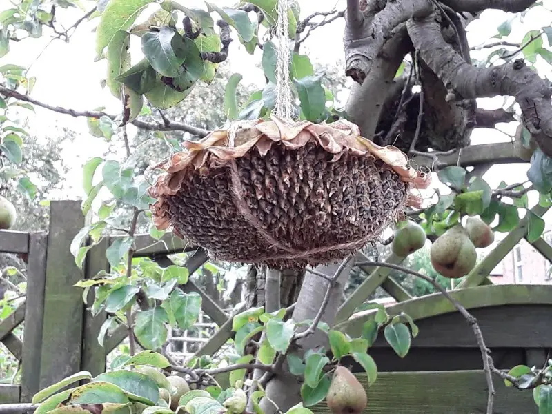 hang the dried out sunflower seed head for the birds to find
