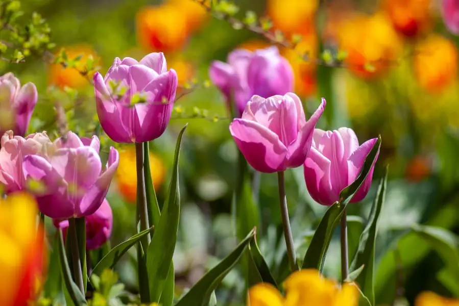 tulips in spring