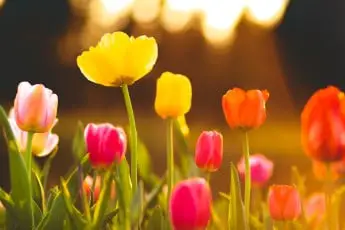 how to grow tulips in spring