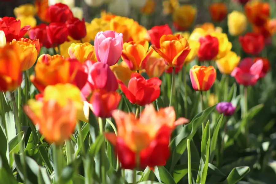 tulips in springtime