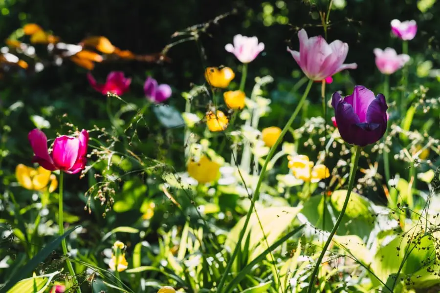 tulips in springtime