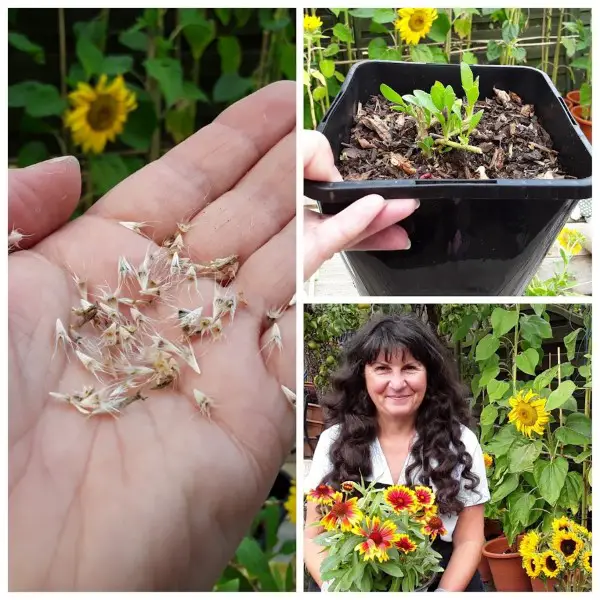 Gaillardia seeds, young plant and myself