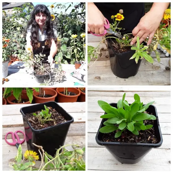 cutting back Gaillardia