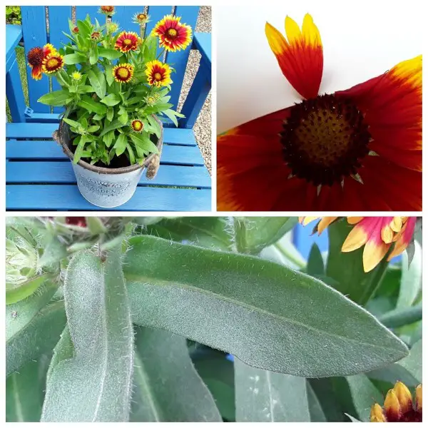 Gaillardia Sunflower, its petals and leaf shape